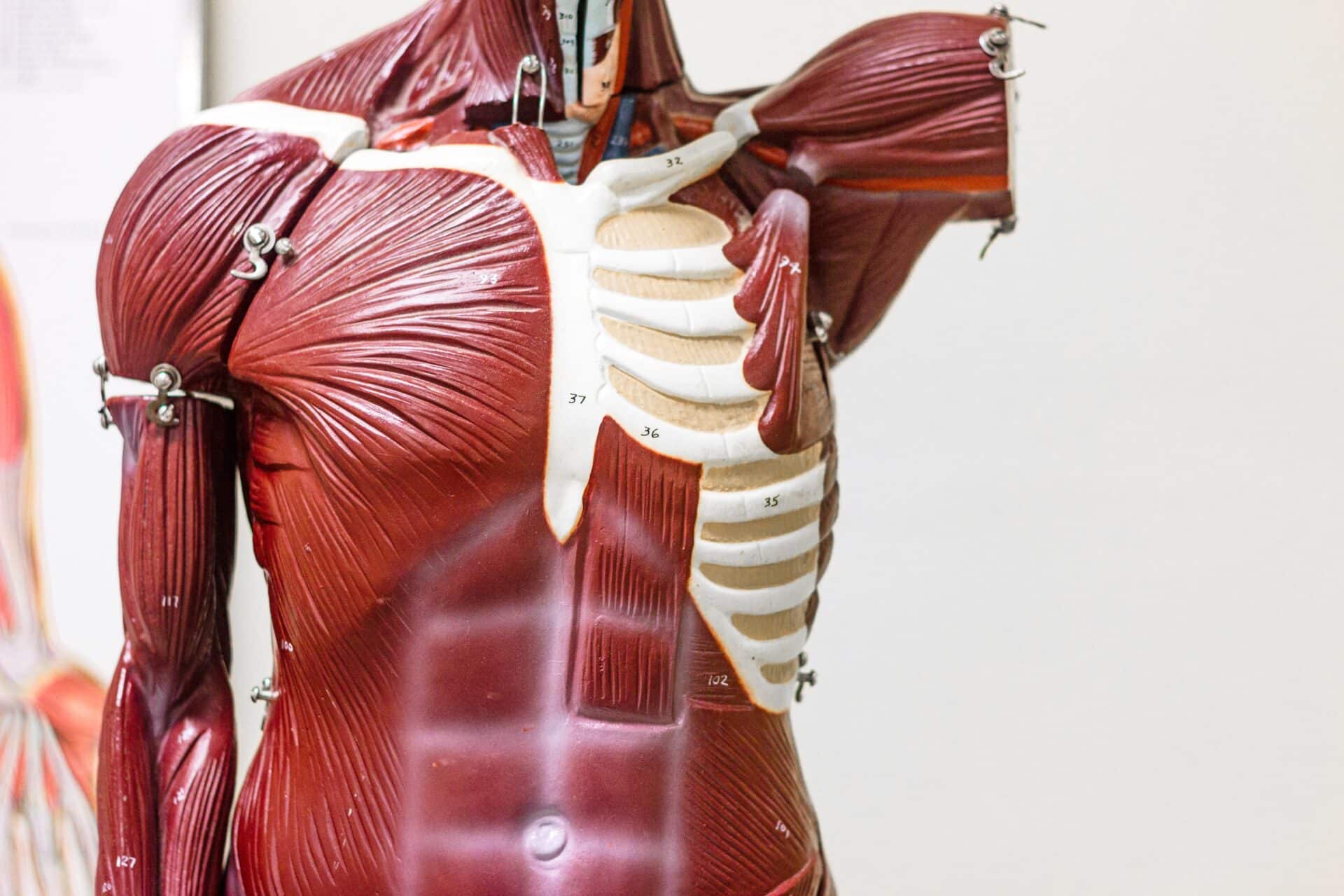 An anatomical model showcasing the muscles atop the skeleton